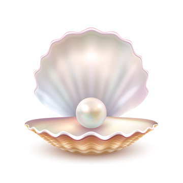 Pearl Shell Realistic Close Up Image 