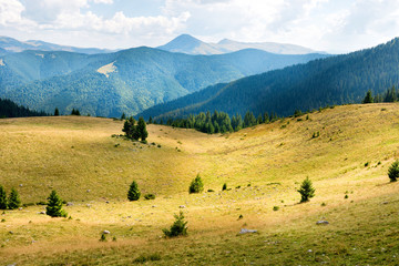 Fototapeta na wymiar Yellow hills with trees and sunlight spots