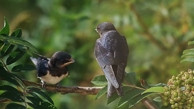 Two swift birds sitting on a branch of rowan tree