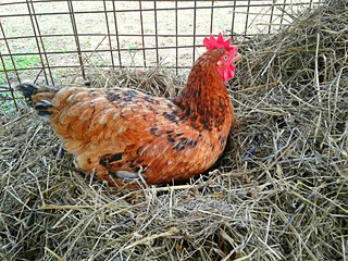 hen sittin on eggs