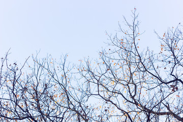 Branches of oak (Quercus mongolica) with leaves on a blue sky background in autumn