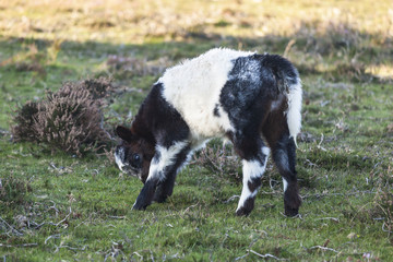 Obraz premium New Forest cow