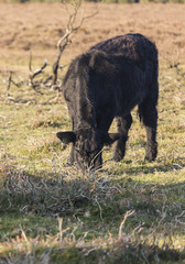 New Forest cow