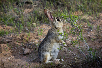 Rabbit