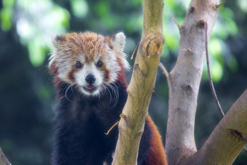 Red Panda