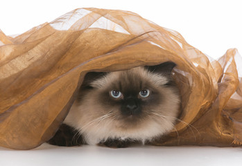 cat under blanket
