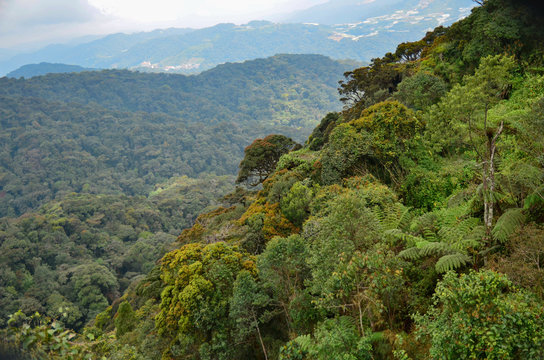 Fototapeta green tropical rain forest
