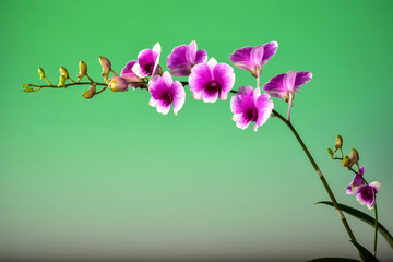 Beautiful orchid bouquet on green background.blank space to put the text