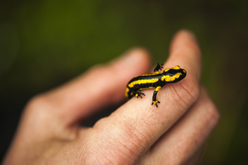 Salamandra
