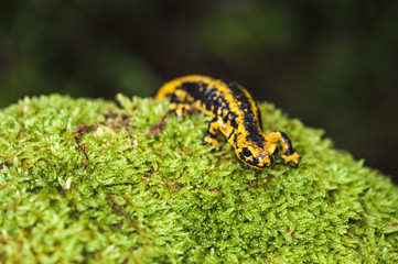 Salamandra