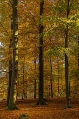 Wald goldener Oktober