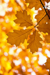 Yellow maple leaves on a twig in autumn