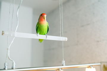 parrot in the apartment on the chandelier