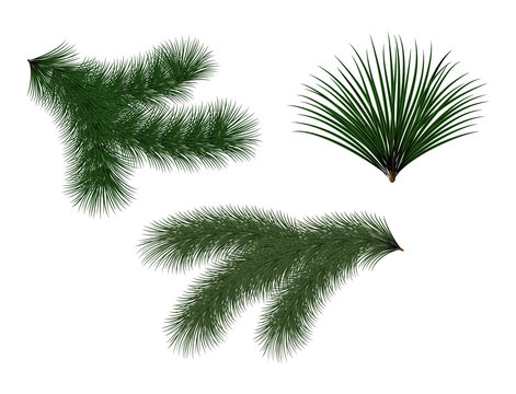 New year green Christmas trees and wreaths
Fir branch with long needles on a white background