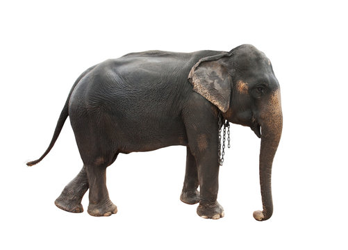 full body side view of female indian elephant with steel chain o
