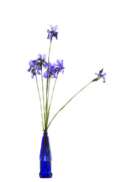 Iris in a blue bottle white background.