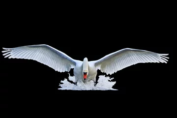 Foto op Plexiglas Zwaan knobbelzwaan met open vleugels loopt op water geïsoleerd zwart