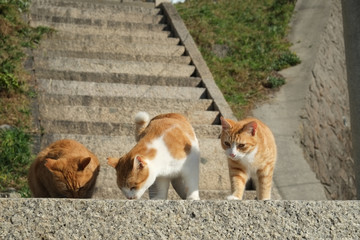島の猫　香川県　男木島　　 豊玉姫神社付近にて