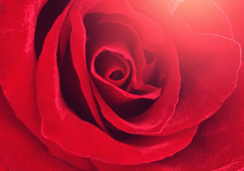  red rose