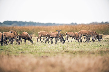Naklejka na ściany i meble Herd of hinds standing in field. National park Hoge Veluwe. The