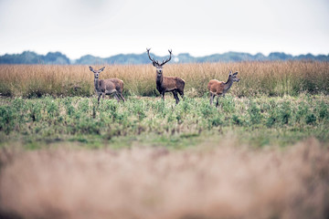 Red deer stag standing in field between two hinds. National park