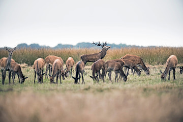 Fototapeta na wymiar Roaring red deer stag standing behind herd of hinds. National pa