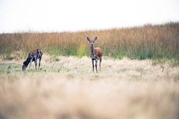 Naklejka na ściany i meble Alert red deer doe standing in field. National park Hoge Veluwe.