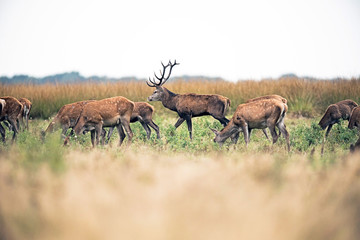 Grazing herd of red deer doe with stag walking by. National park