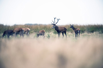 Red deer stag standing between hinds in field. National park Hog