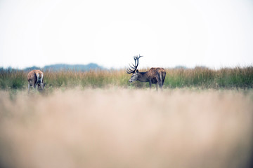 Grazing red deer stag in field. National park Hoge Veluwe. The N