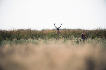 Rear view of red deer stag standing in high grass. National park