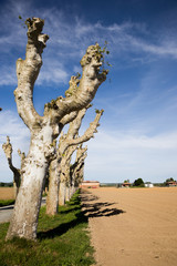 line of sheared platanus trees