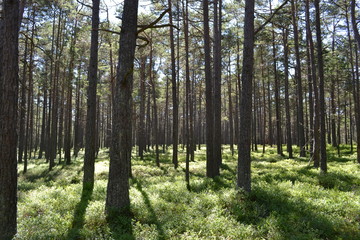 Naklejka premium Belle Forêt en Suède 