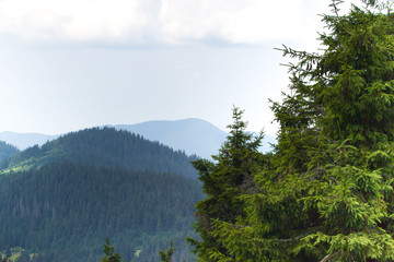 Spruce forest in the Ukrainian Carpathians. Sustainable clear ecosystem