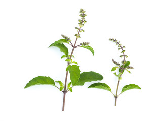 Basil herb on white background. - obrazy, fototapety, plakaty