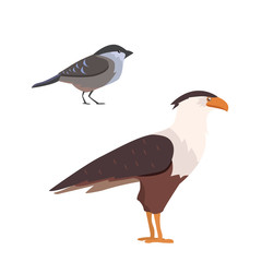 Popular birding species collection