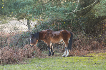New Forest Pony.