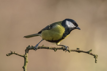 Obraz premium Great Tit Perched