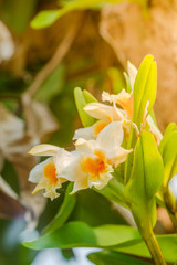 Naklejka na ściany i meble Closeup orchid flowers. Beautiful yellow orchid flowers.