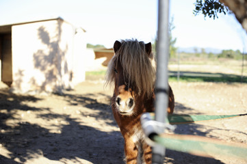 pony