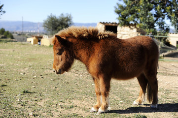 Fototapeta premium pony