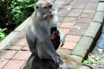Monkey with cub