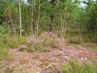 Johannisburger Heide/Puszcza Piska, Masuren in Polen