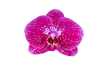 isolated petal of purple orchid on white background