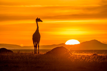 Giraffe at sunrise in Masai Mara, Kenya