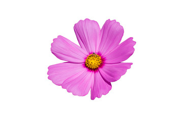 isolated pretty pink cosmos flower on white background