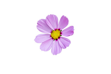 isolated pretty pink cosmos flower on white background