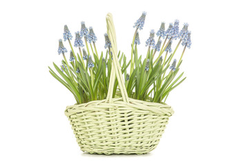 Blooming blue grape hyacinths in a green wicker basket as a gift on a white background