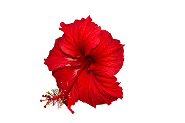 isolated red hibiscus flower on white background