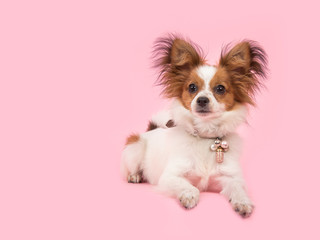 Lying down cute papillon dog on a pink background